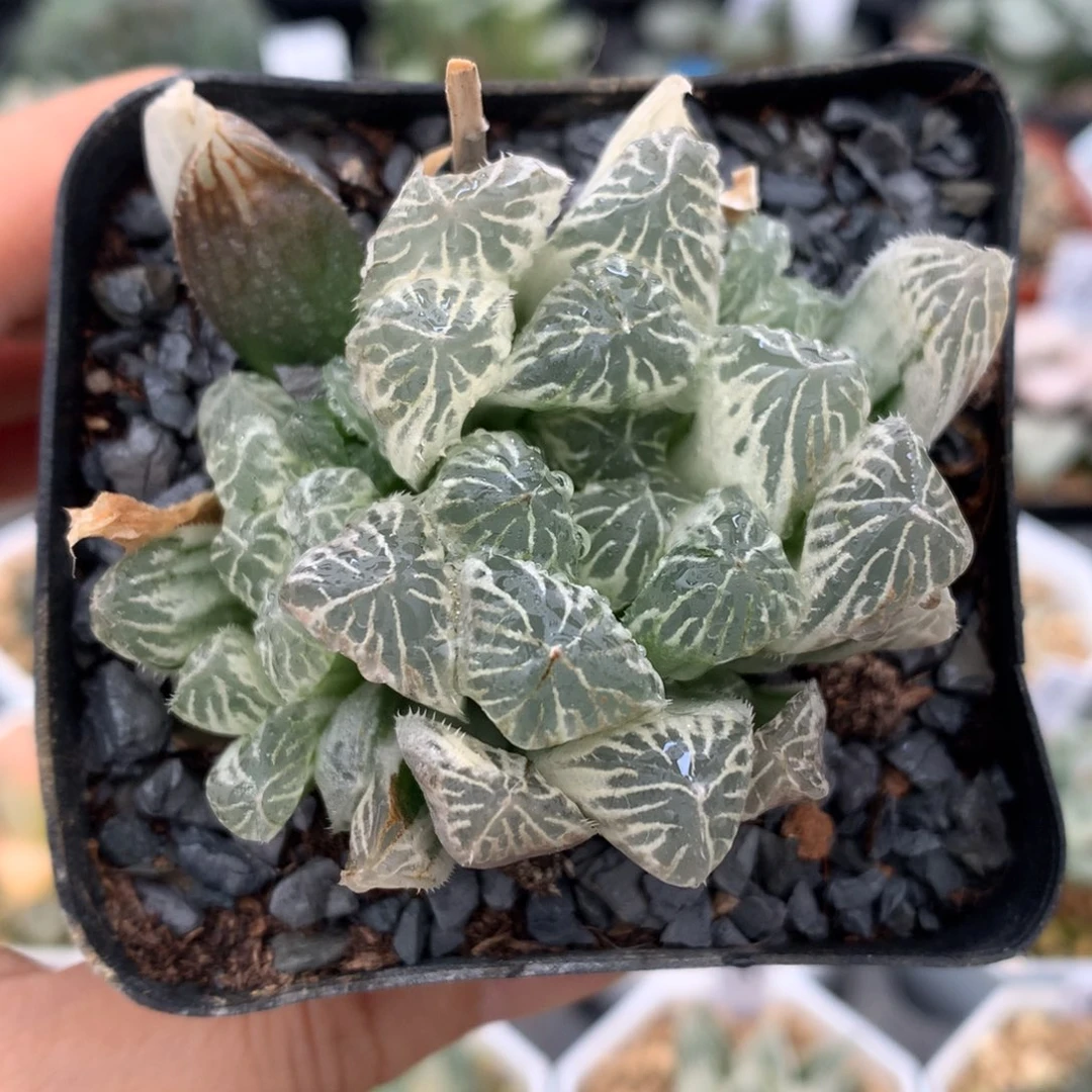 白斑玉露锦，带盆一起