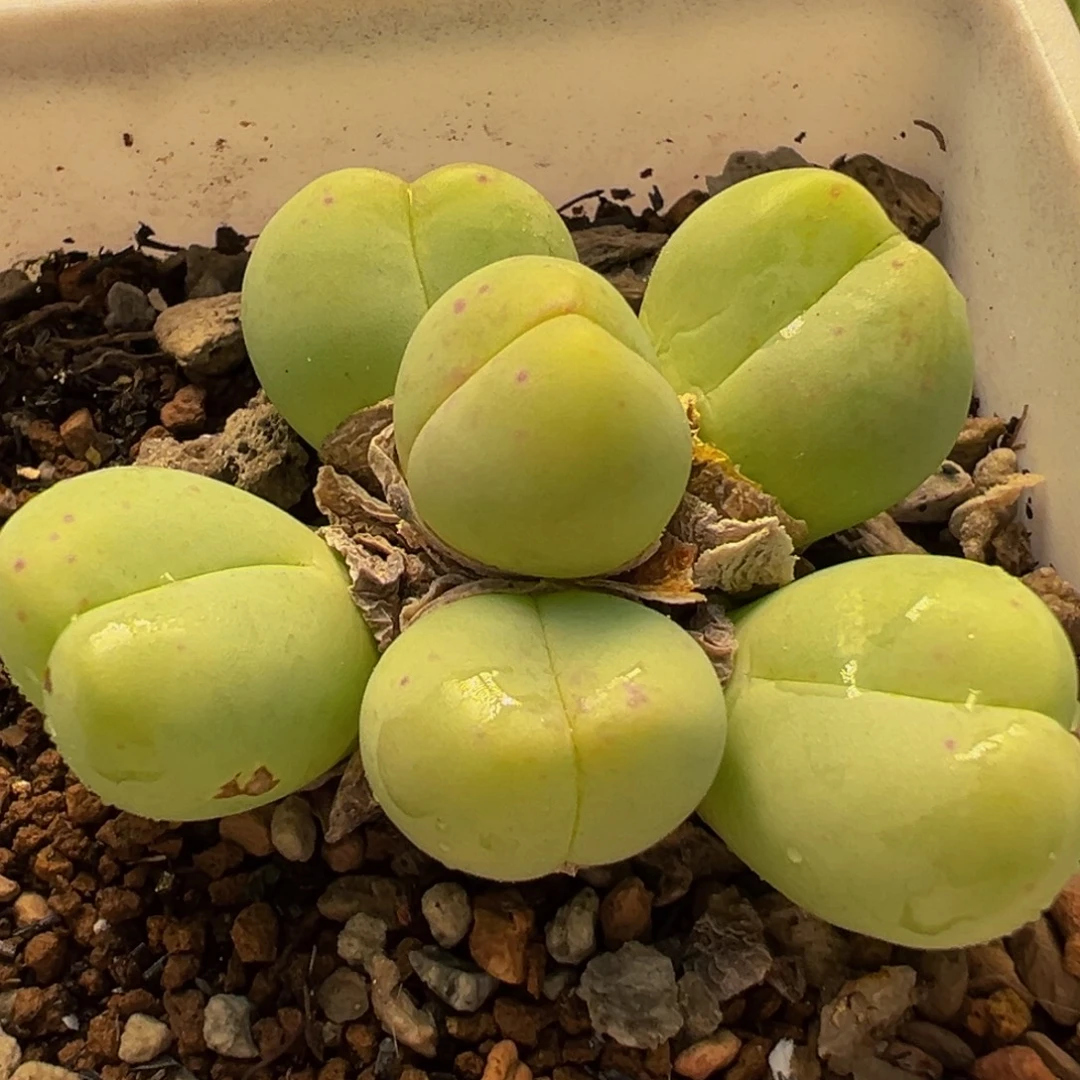 101多肉植物百科植物