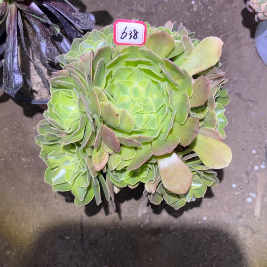飘***飘638多肉植物雨荷19厘米