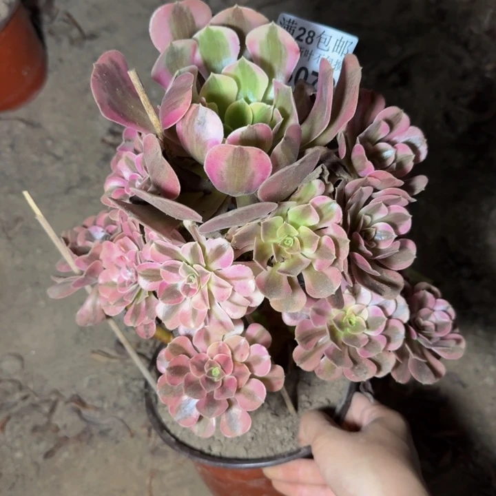 23073南美杜莎多肉植物
