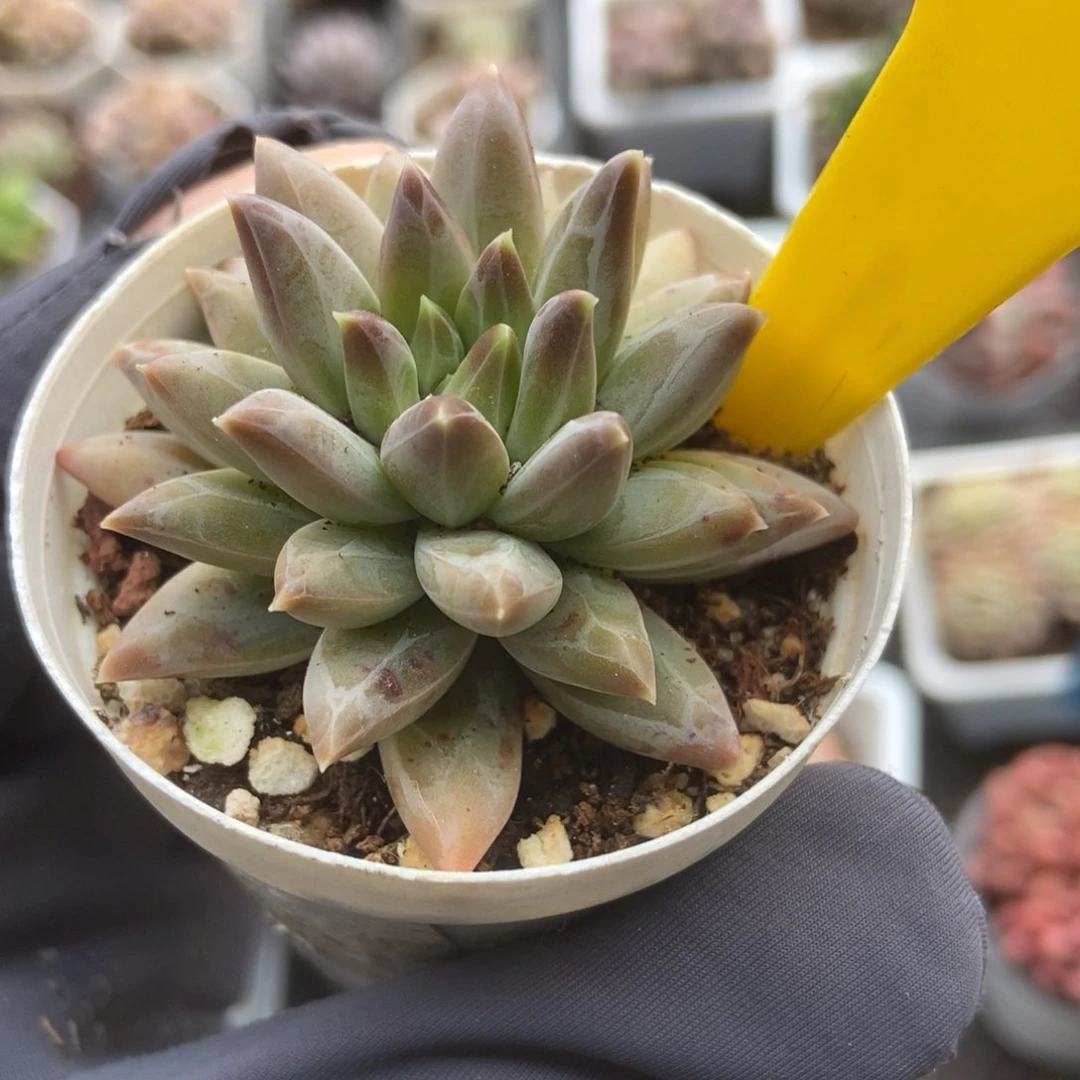 930多肉植物保护