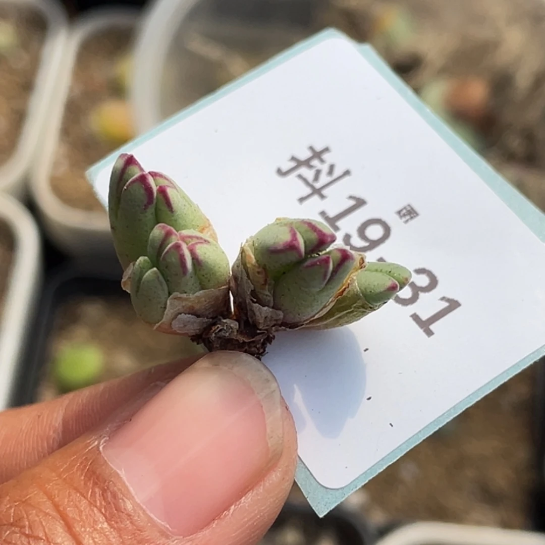 ?**u19-31肉锥多肉植物