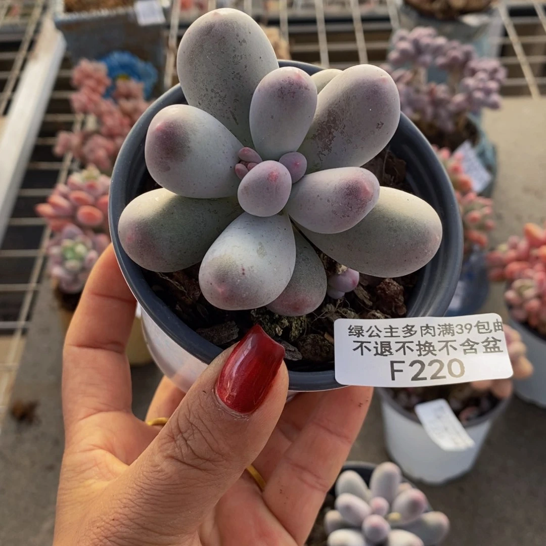 米可奶酪220/5c m