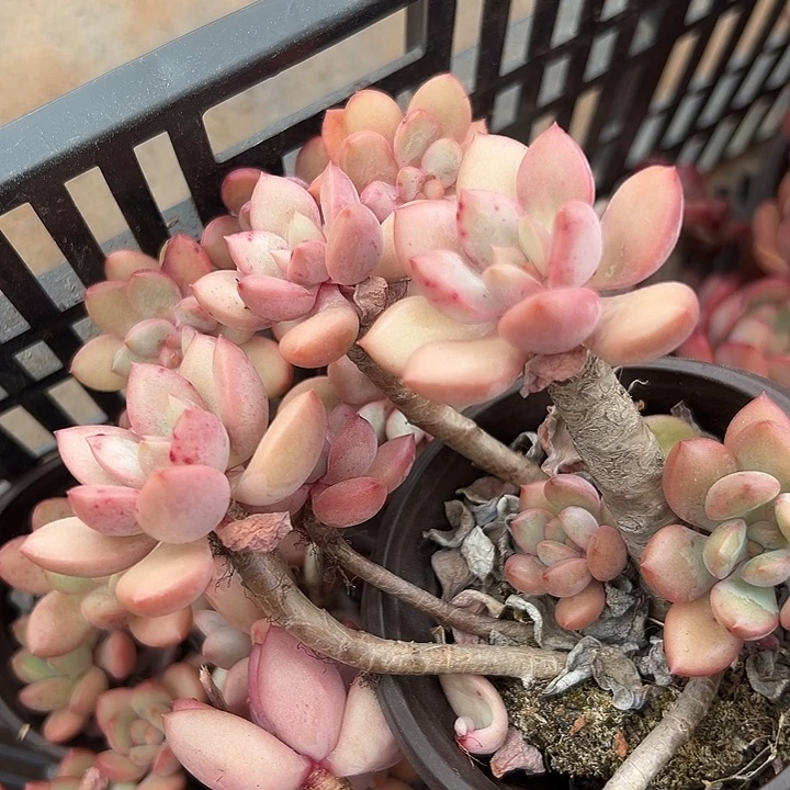 无花朵桃花岛老桩。