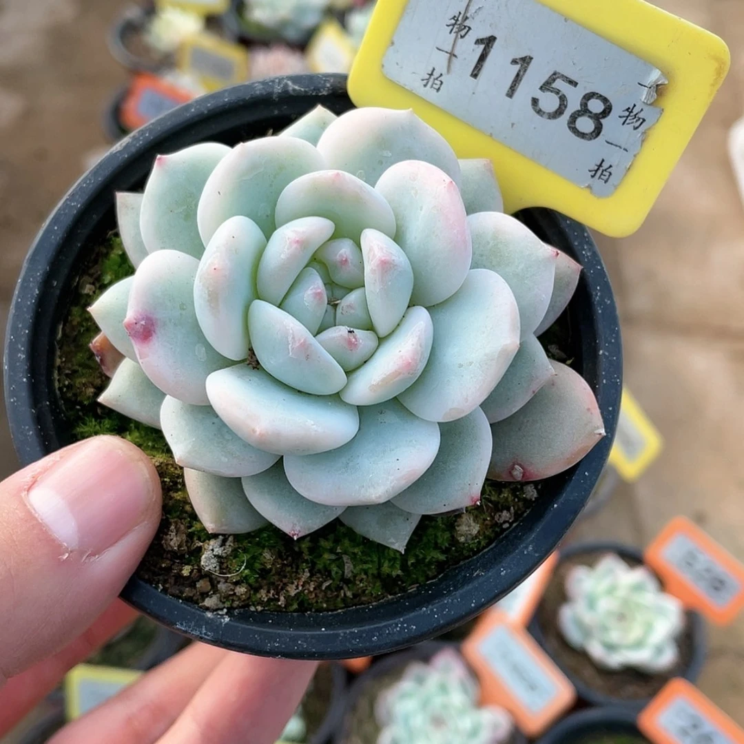 【闪购商品】1158号