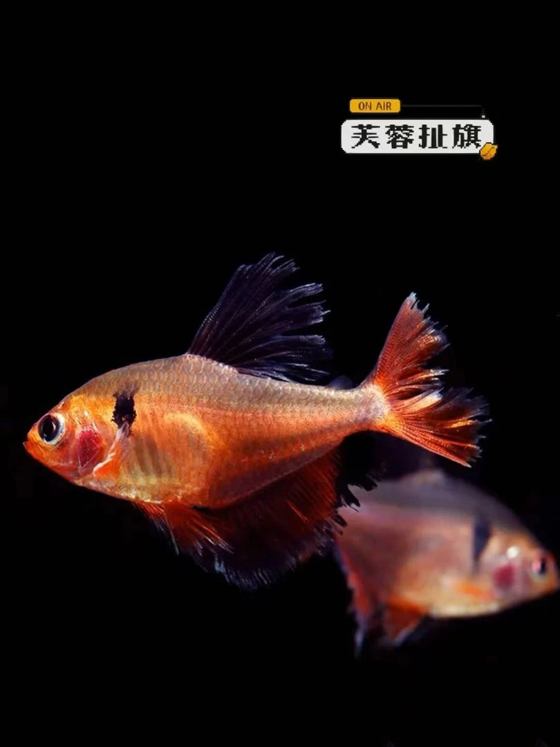 大帆芙蓉扯旗 4-5公分