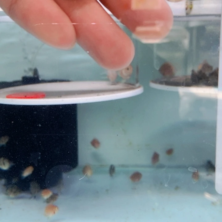 鹦鹉鱼胭脂粉一对包基因一赔三