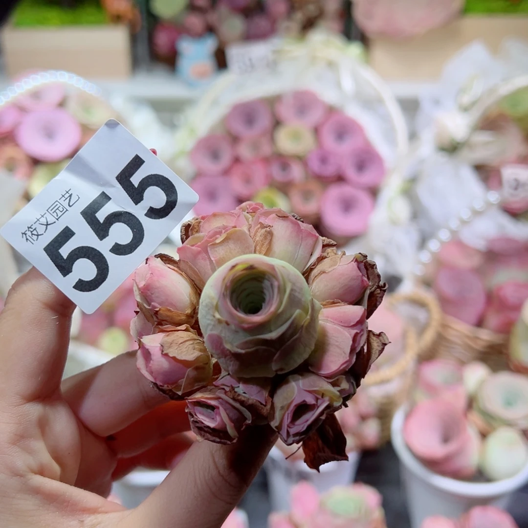 555落樱手捧花。
