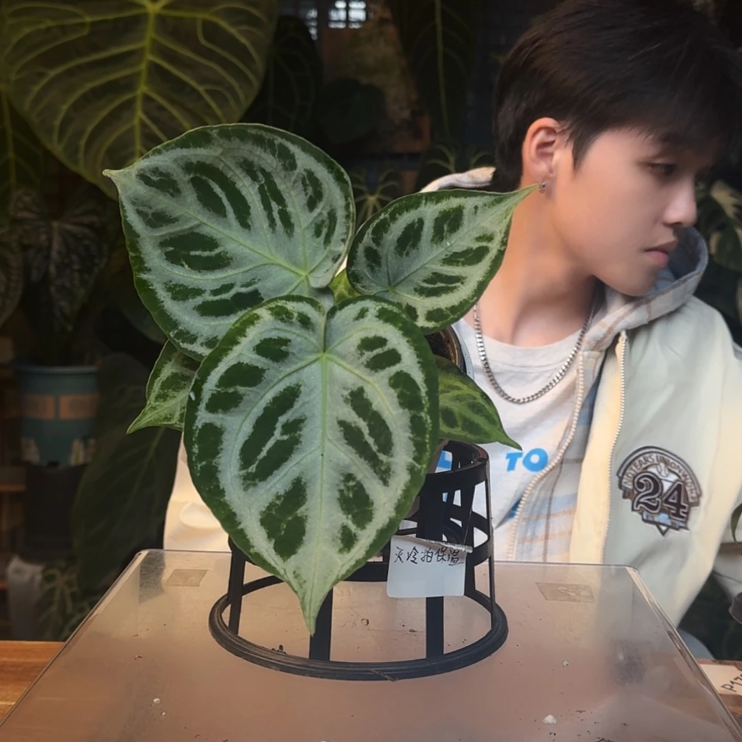 不开花植物J106黑钻石杂铜锣烧