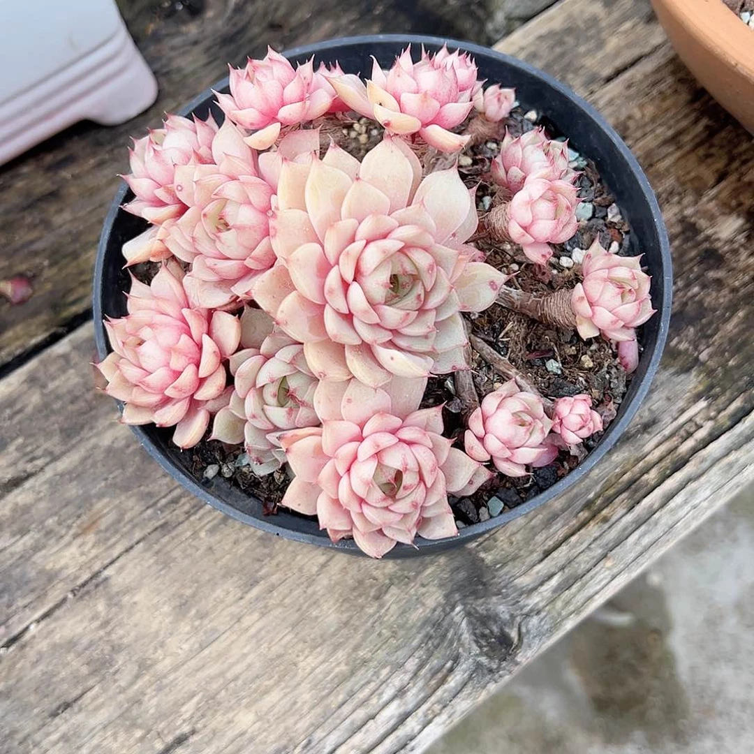 蓝**空笨吧多肉植物脱土