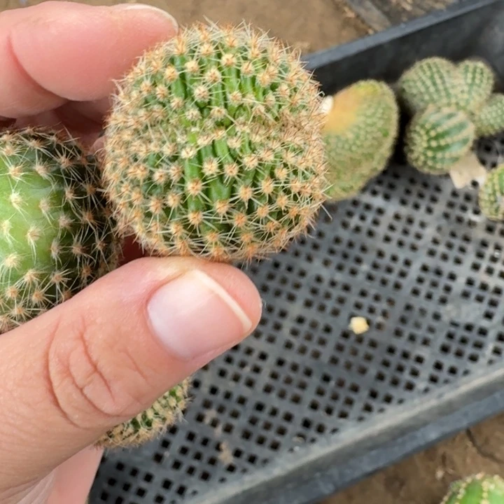 320彩草514.2嫣然缀化3公分左右