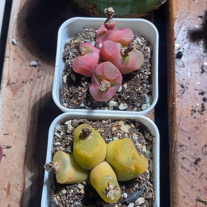 N***e22256一组一组一组