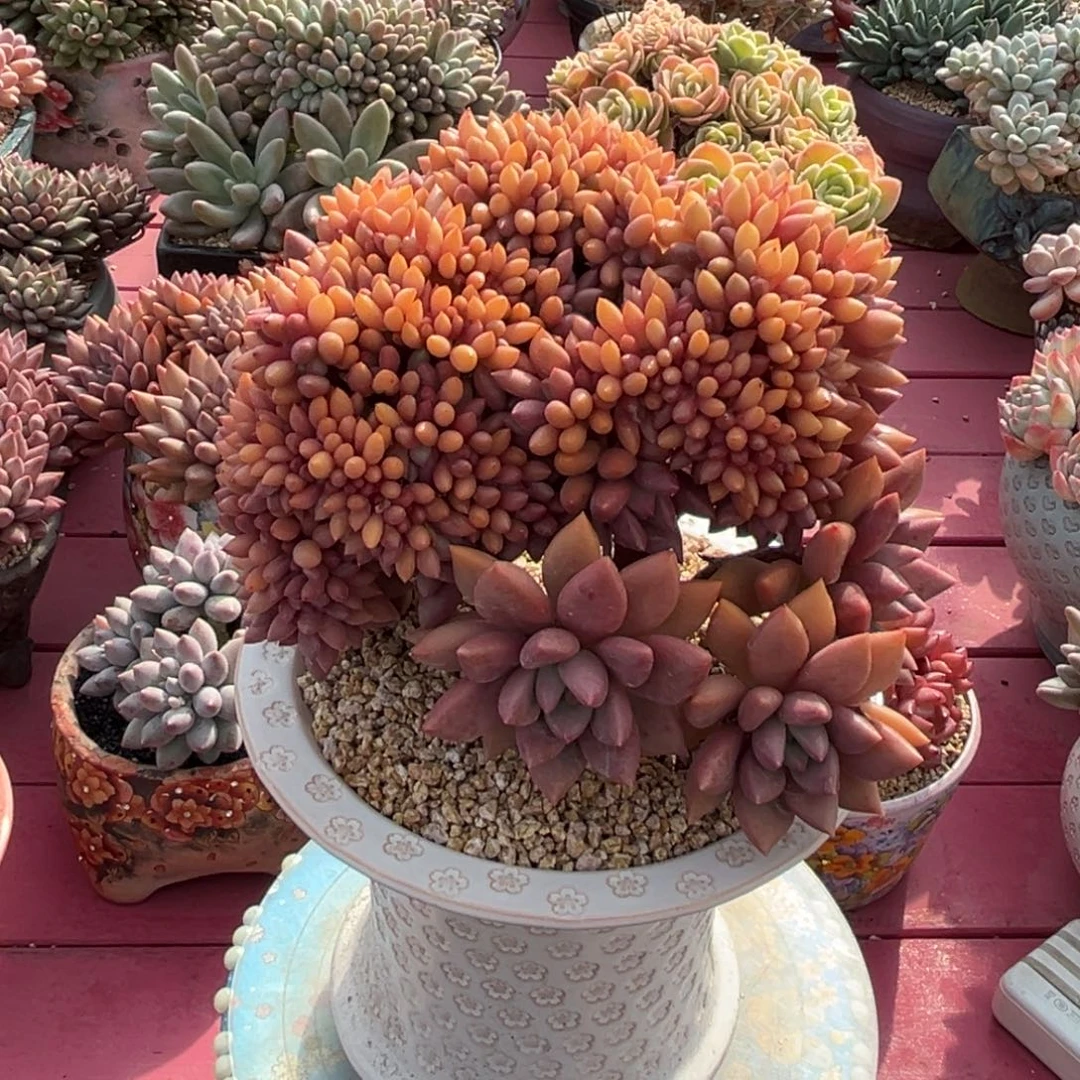 桃花源树一物一拍