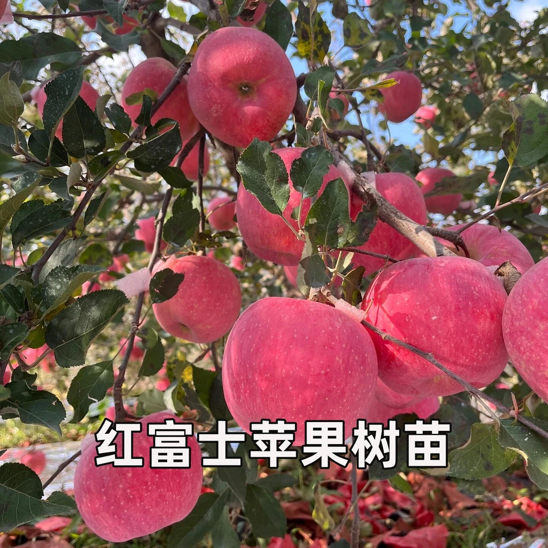 红富士苹果树苗嫁接矮化果树苗耐寒南北方庭院地栽青苹果当年结果