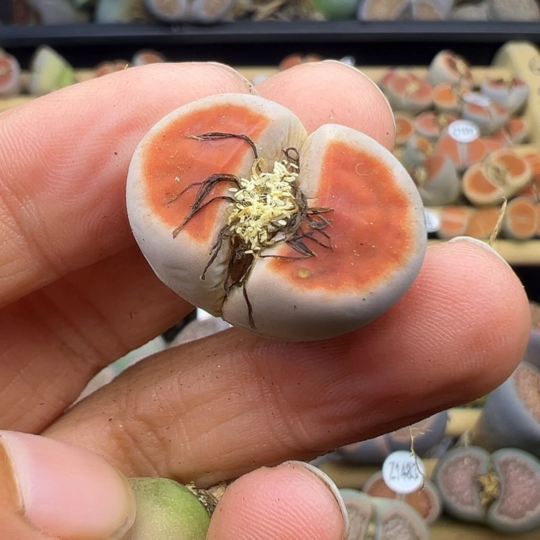 p**y1499生石花炸了111111111111111