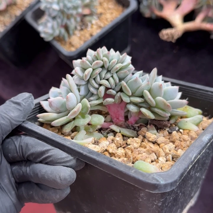 10厘米左右一物一拍的