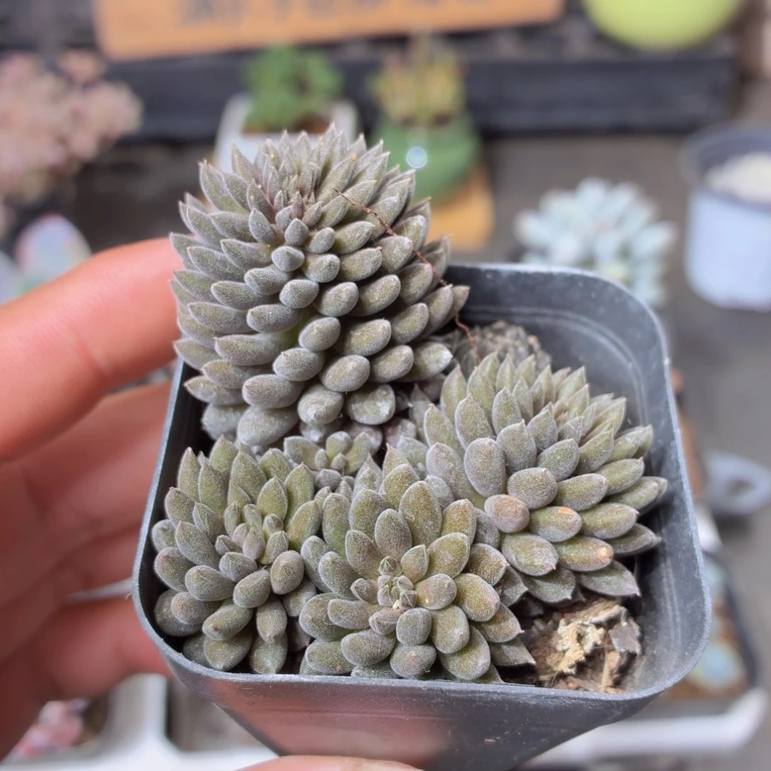 滇石莲多肉9.9包邮发货