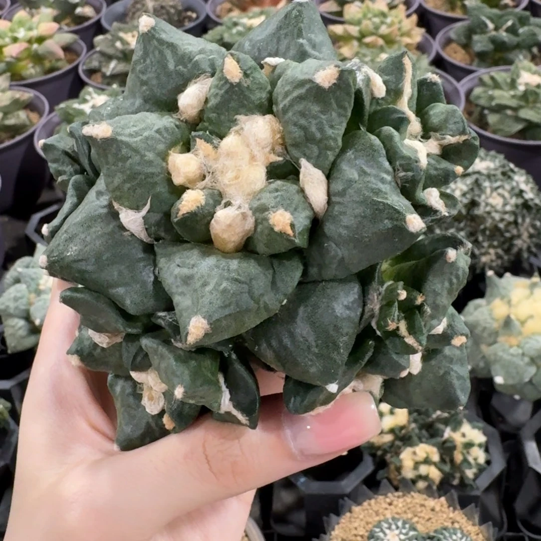 10.3cm青瓷群生无根福利价