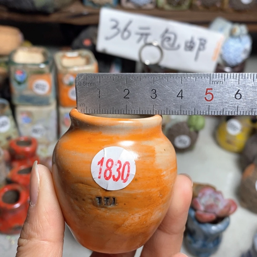 花盆拍5送一个小礼物