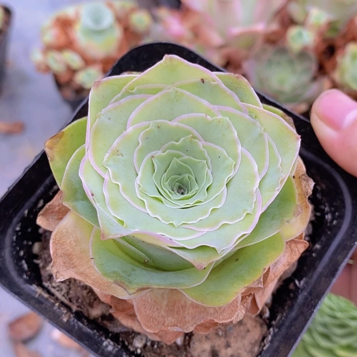 山地玫瑰蕾丝一颗