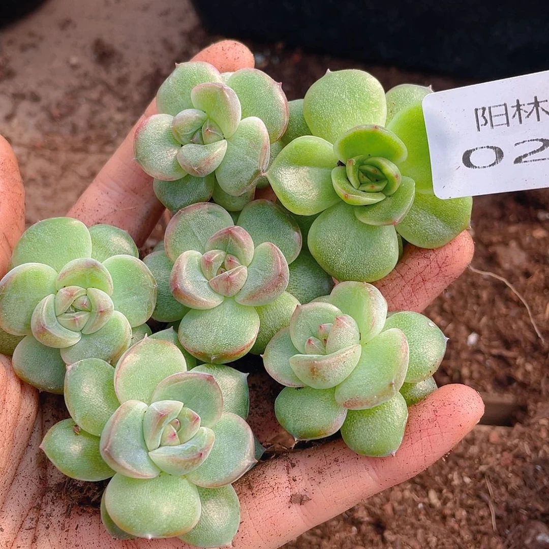 多肉植物多肉植物246