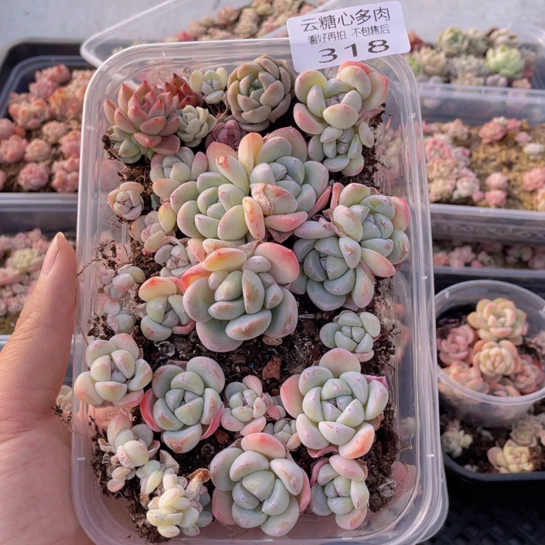 云糖心多肉植物318
