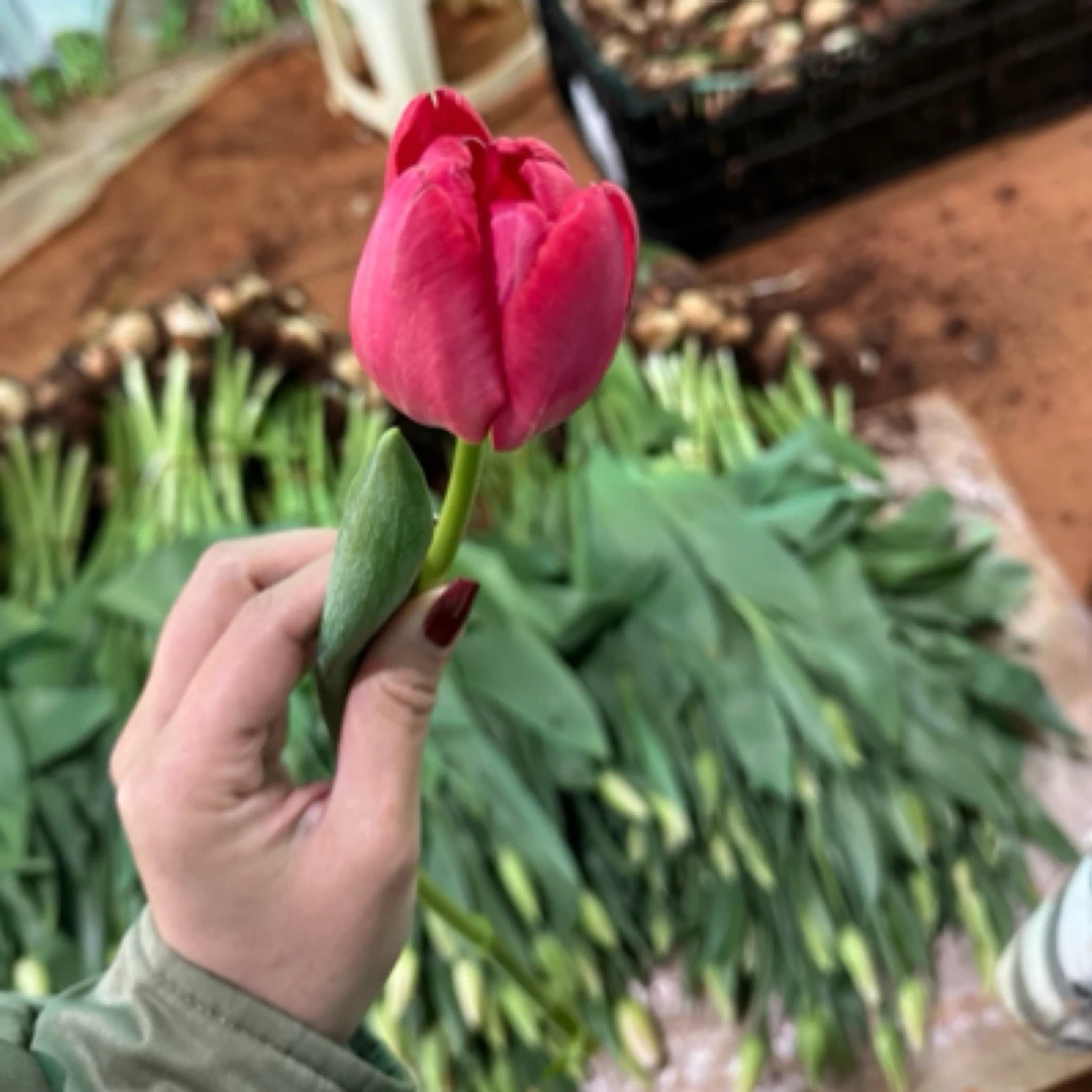 【图腾  郁金香】2单冷链/3单空运 家用鲜花/云南鲜花基地直发