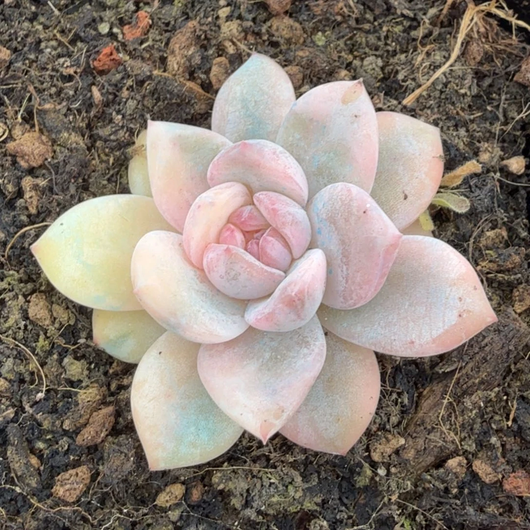 雪天使锦腹欧你锦模特