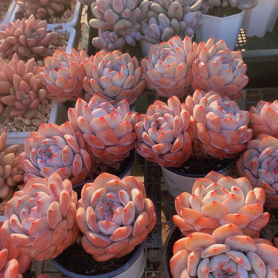 双头石榴籽4567889999909