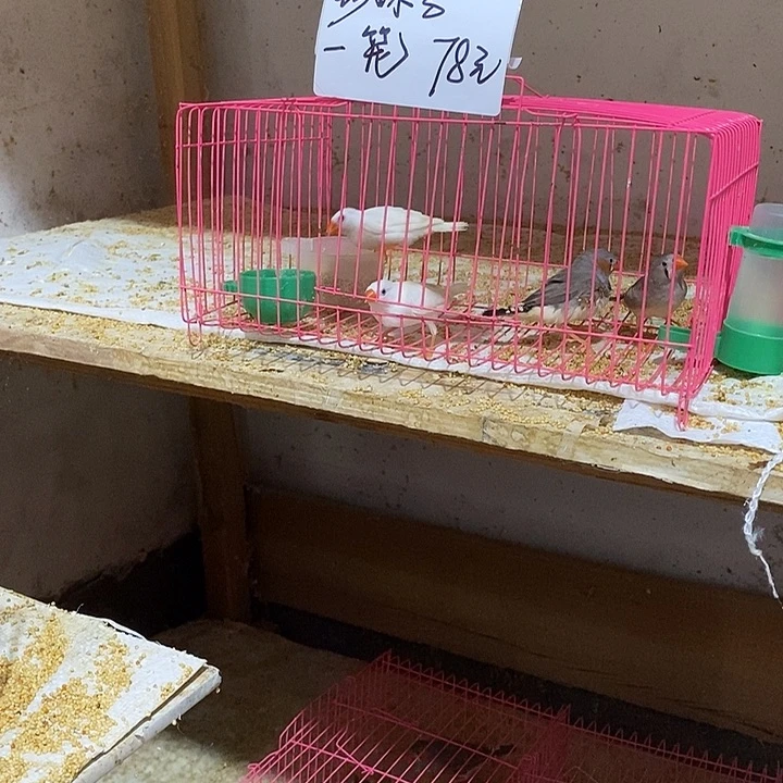 文鸟用****4白加灰珍珠，包活到家