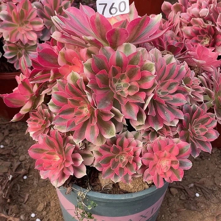 无花朵760粉女巫对肉植物