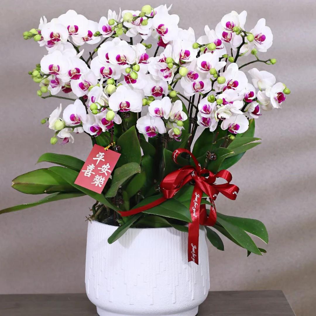 【雪域】精品蝴蝶兰盆栽室内客厅花卉绿植素雅好养送礼乔迁