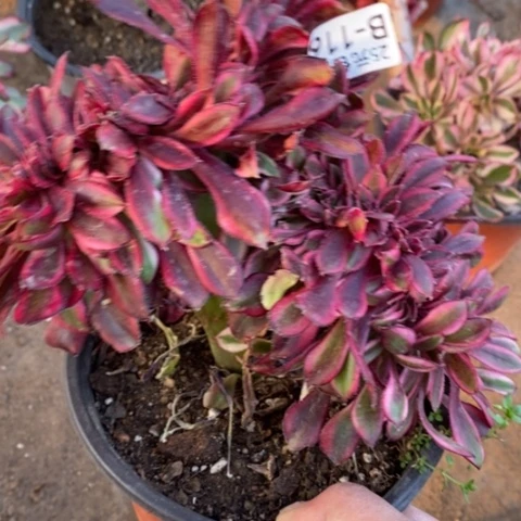 119丽娜缀满25包邮多肉