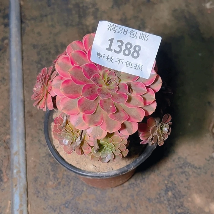 1388黑同白多肉植物