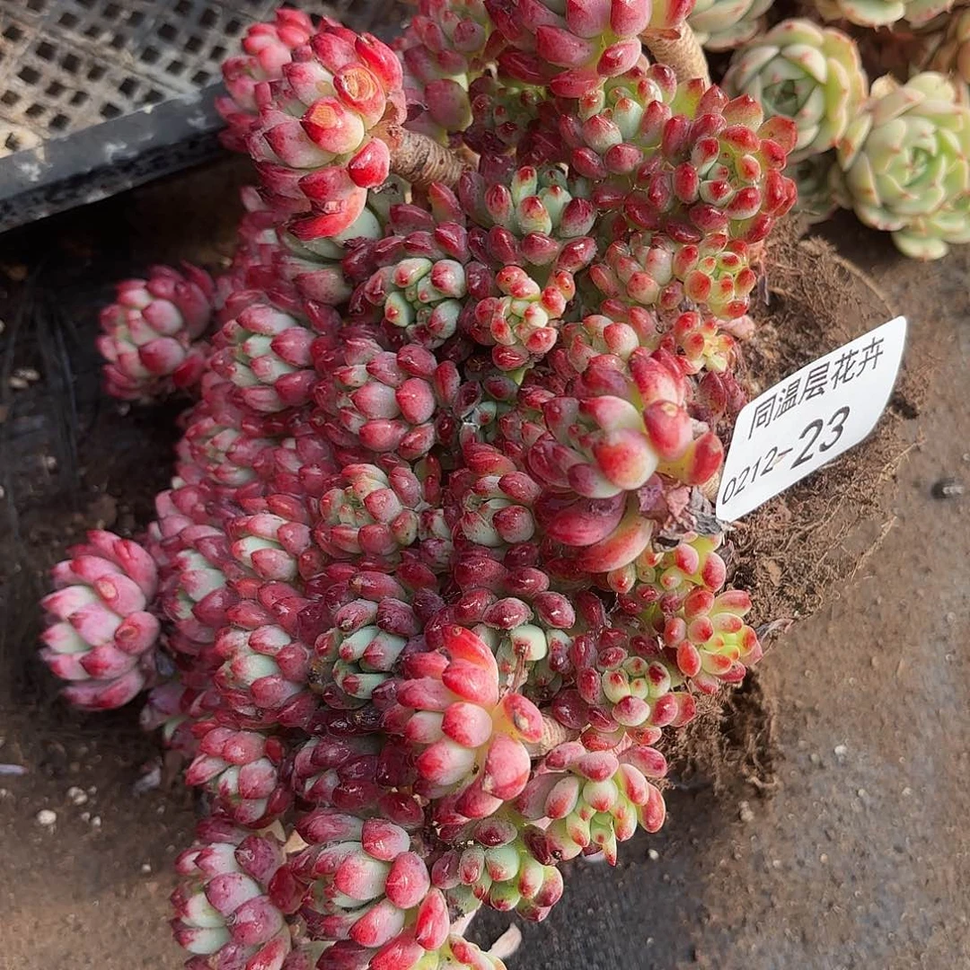 同温层多肉23蓝苹果