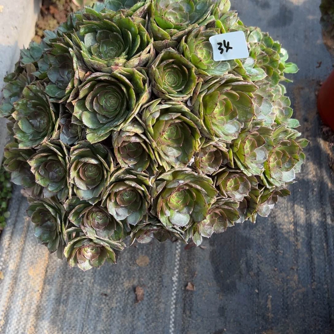 34万拉丝多肉植物一