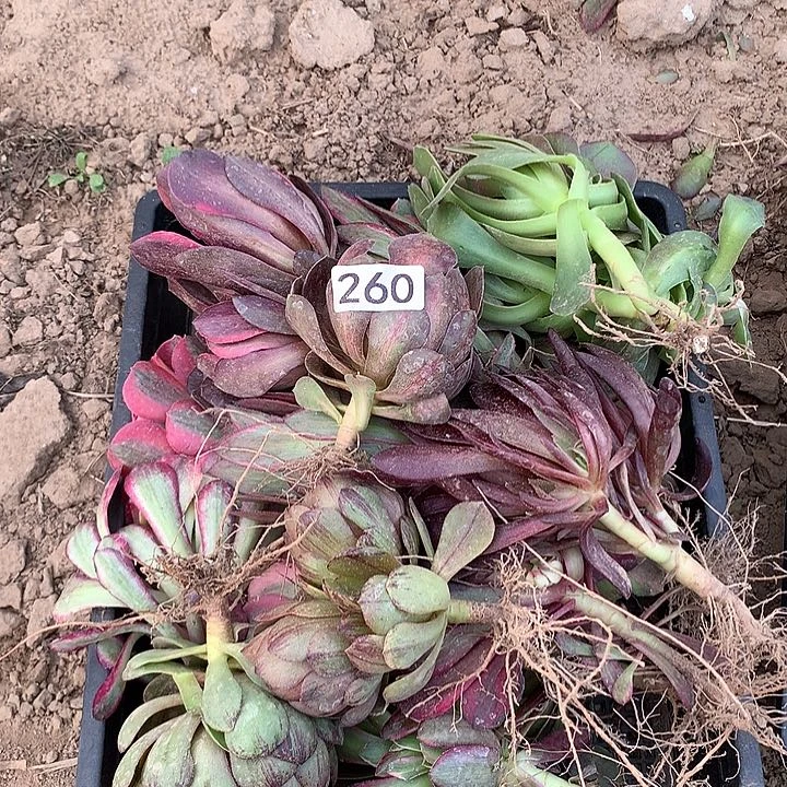 260小苗多肉植物组合20科