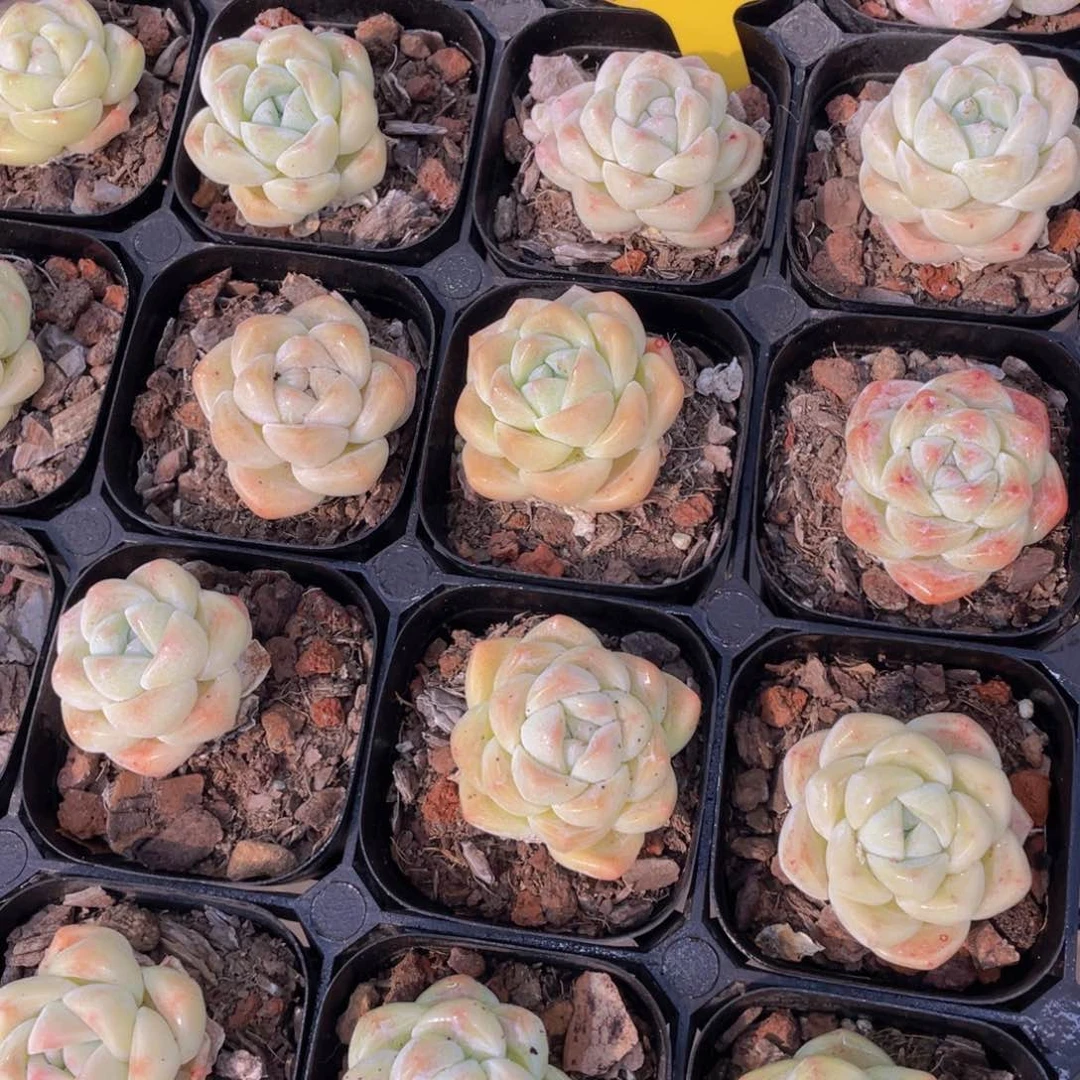 710号 奶油珍妮翠玉单头两个