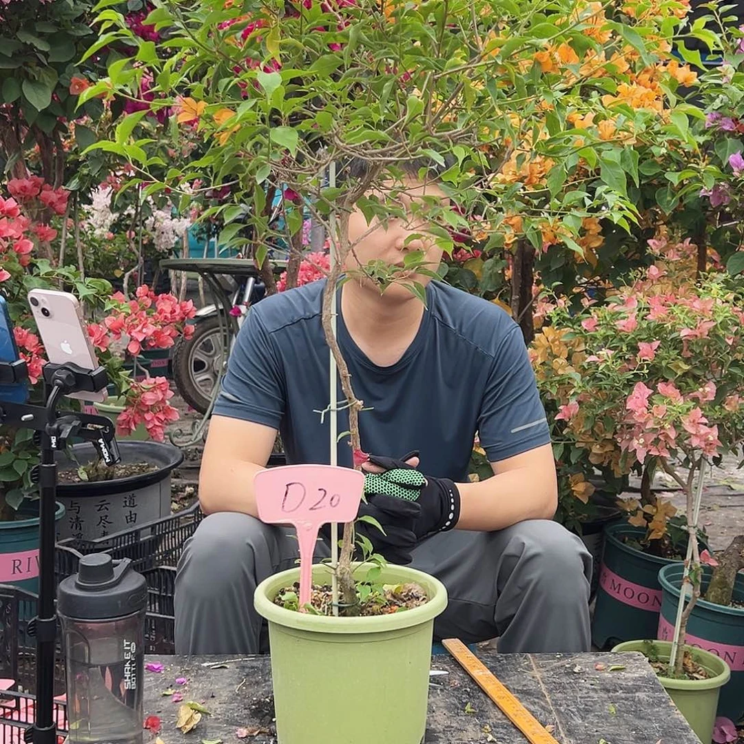 岁***8大部分花苞少量开放D20橙桑巴