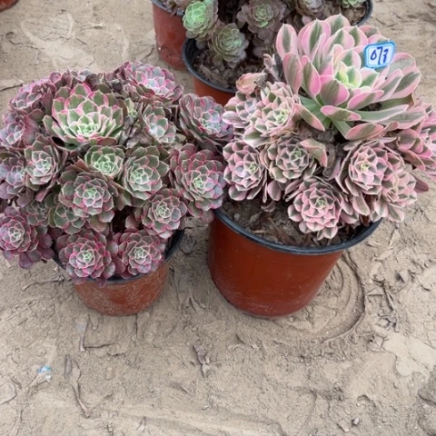 078多肉植物组合，