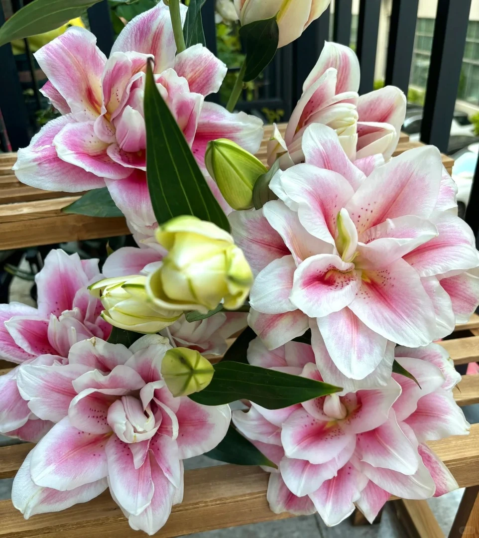 【港货百合大富贵】1单顺丰冷链包邮 发货后不支持退款