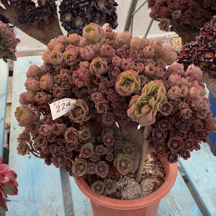 224号万圣节朵朵微瑕