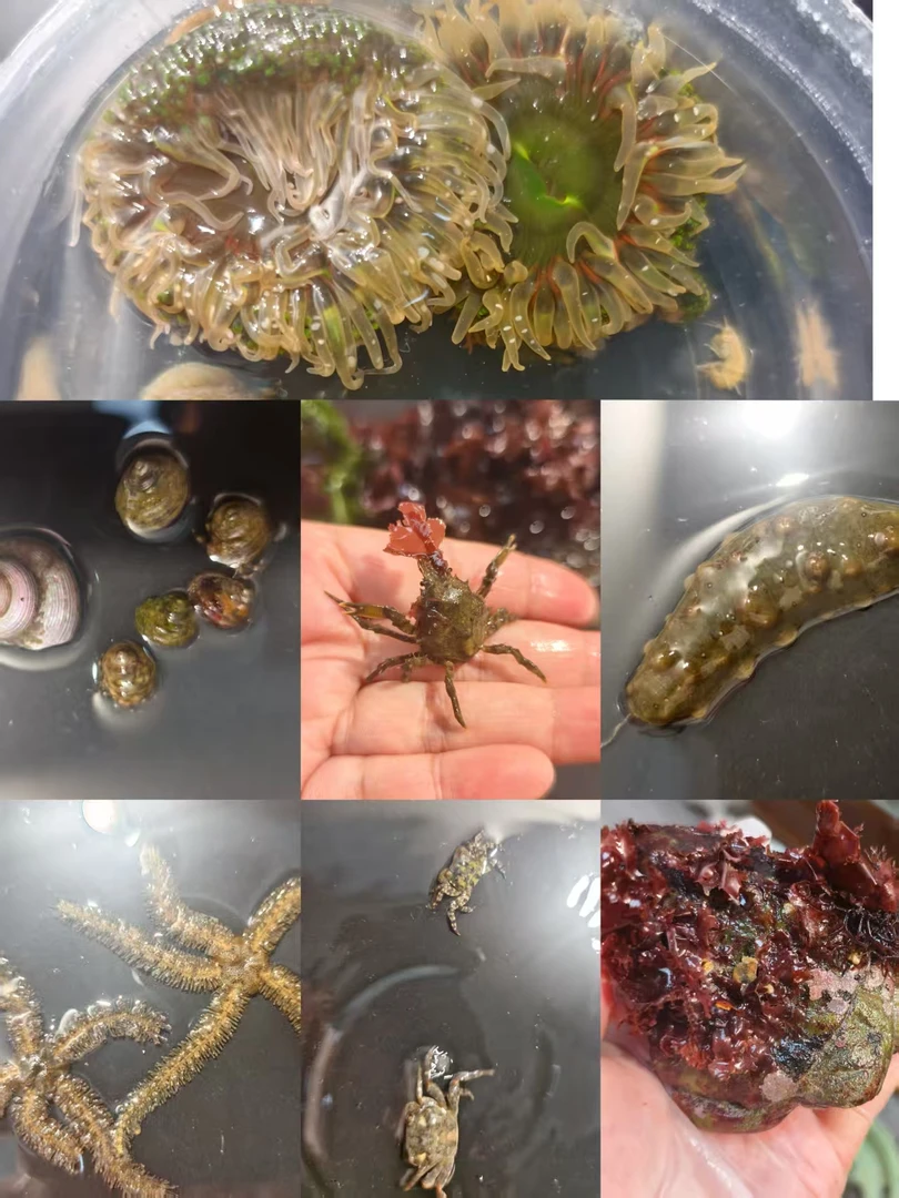 【直播间专拍】海洋生物自由组合【无备注默认接受随机发】