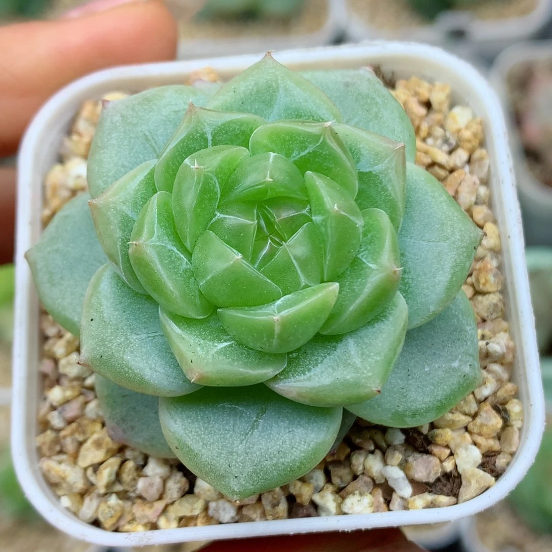 58包邮  群生不包整09