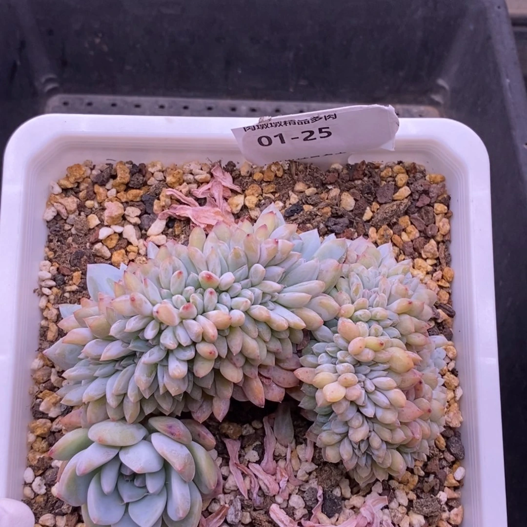 【闪购商品】01-25