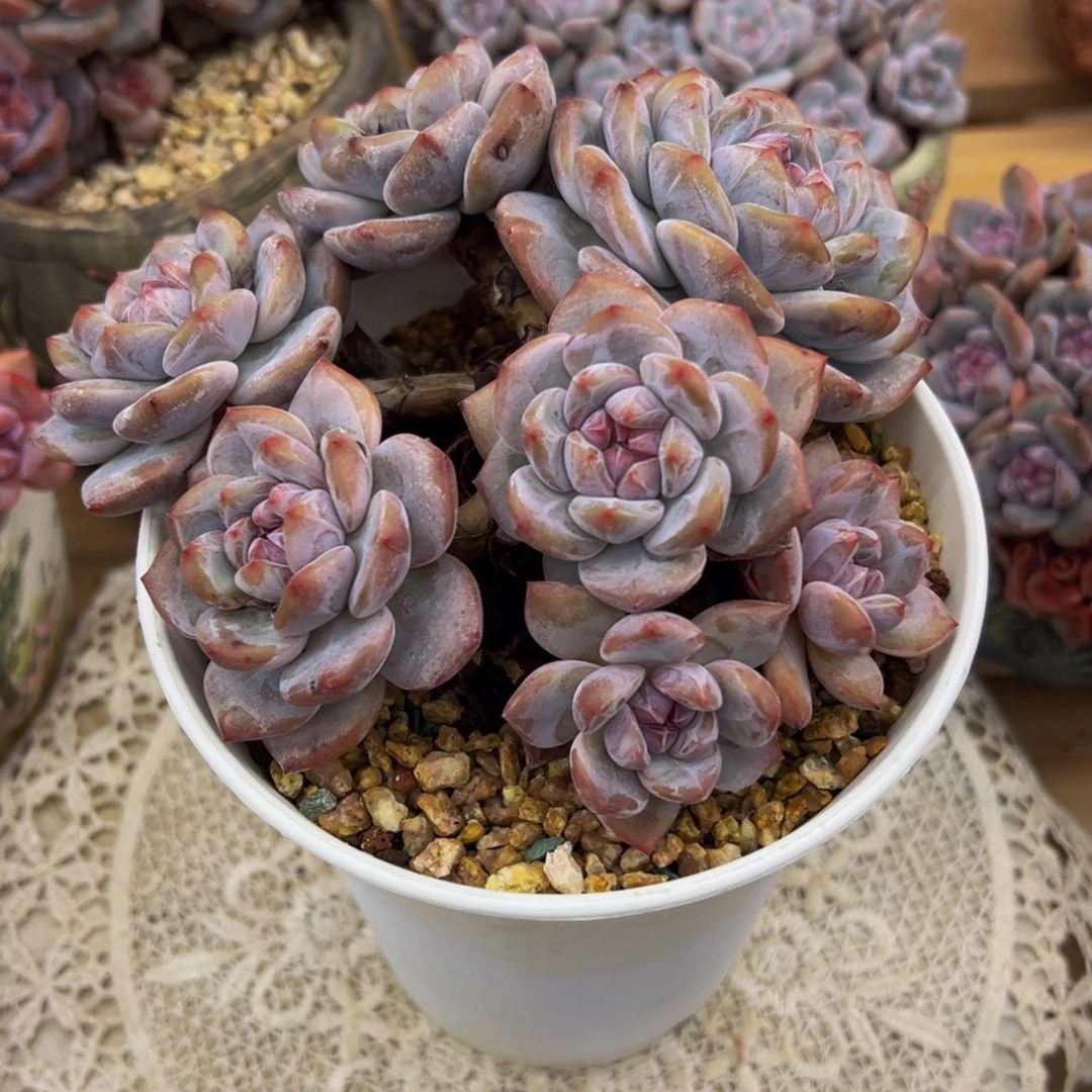 花***子星影大肥包子脸有砍特价