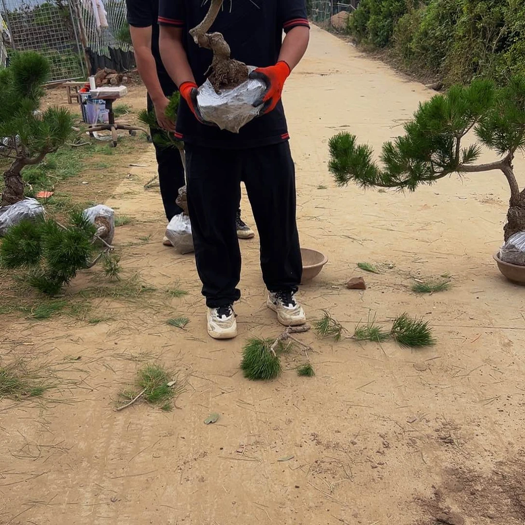 无花朵郭*8888888888