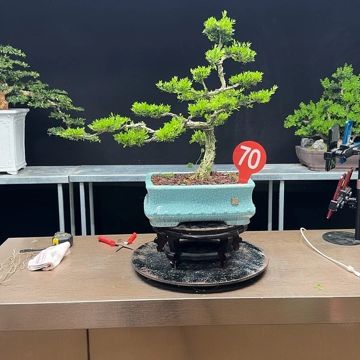 无花朵黄杨黄杨黄杨黄杨
