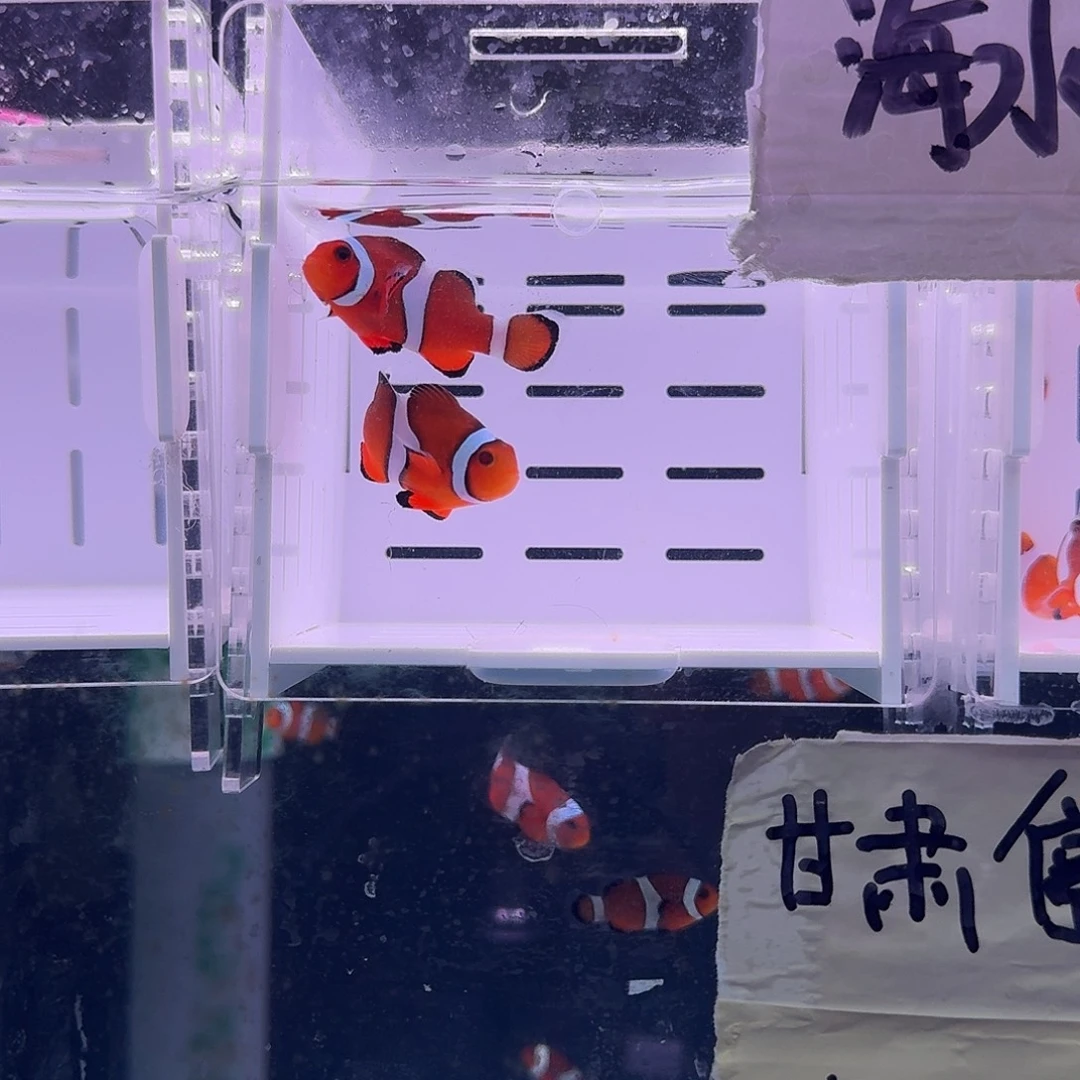 海水鱼4.5+精品黑边公子一对黑边