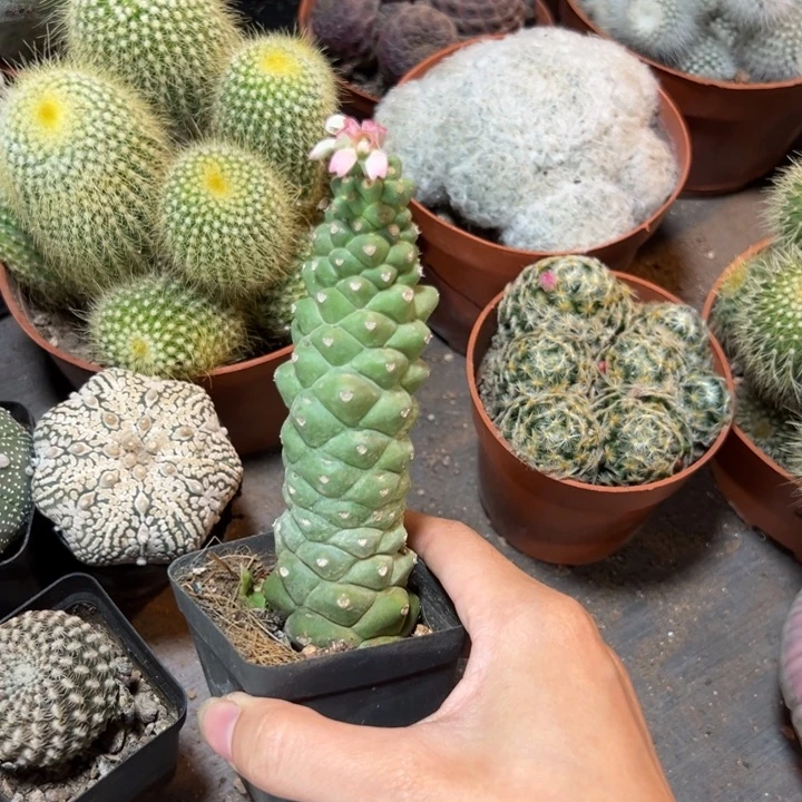 崔***崔          恭喜发财。